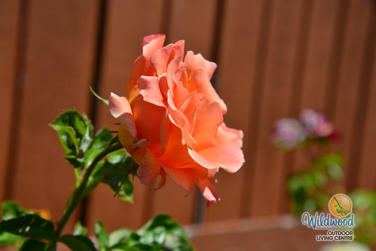 Polka - Star Roses and Plants