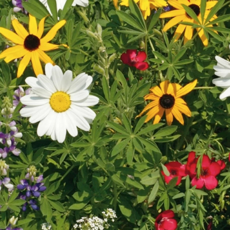 Wildflowers Pollinator Mix - McKenzie Seeds