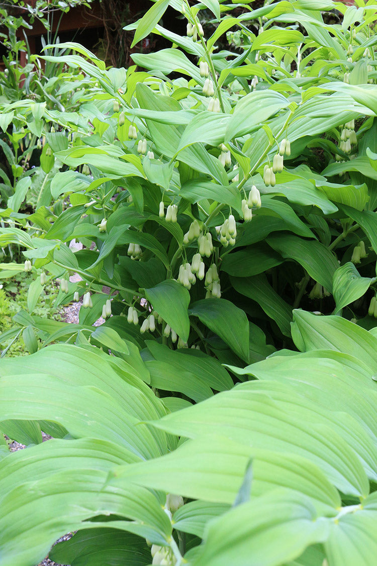 Polygonatum muliflorum, 1 Pack