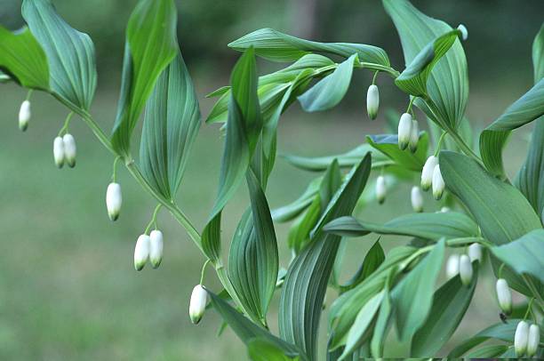 Polygonatum commutatum - Giganteum, 1 Pack