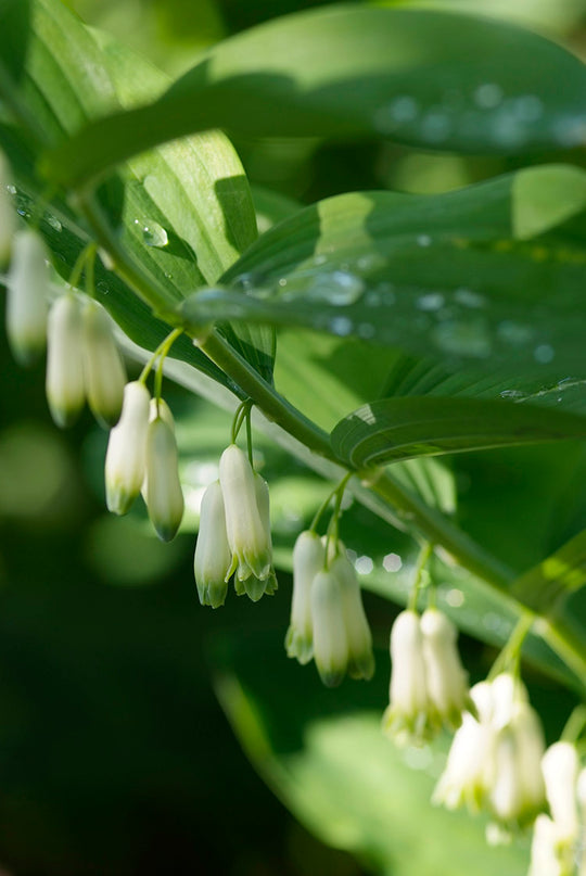 Polygonatum muliflorum, 1 Pack