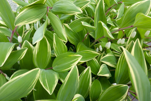 Polygonatum odoratum - Variegatum, 1 Pack