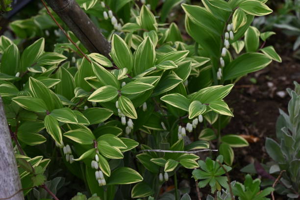 Polygonatum odoratum - Variegatum, 1 Pack