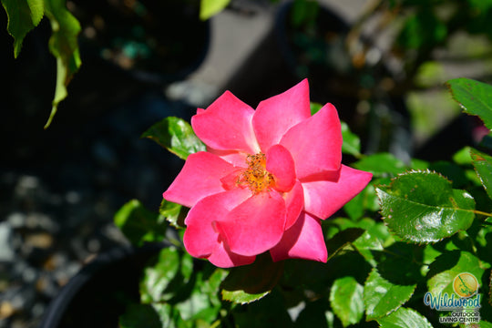 Polynesian Punch™ - Star Roses and Plants