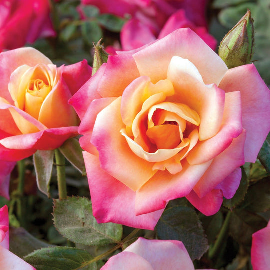 Polynesian Punch™ - Star Roses and Plants