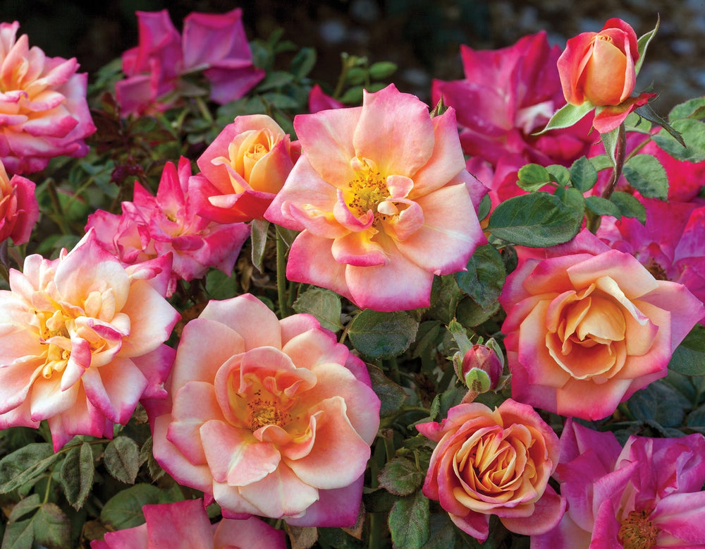 Polynesian Punch™ - Star Roses and Plants