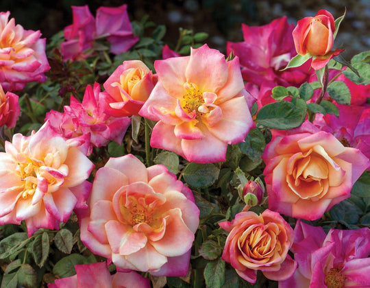 Polynesian Punch™ - Star Roses and Plants