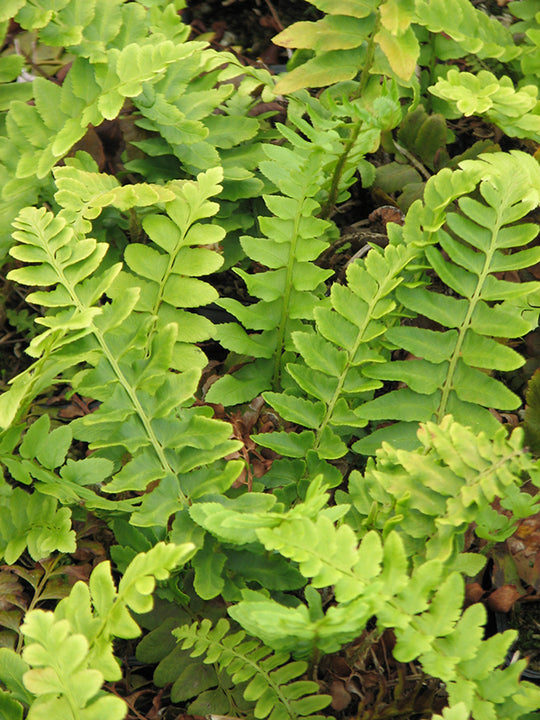Christmas Fern - Polystichum acrostichoides, 1 Pack