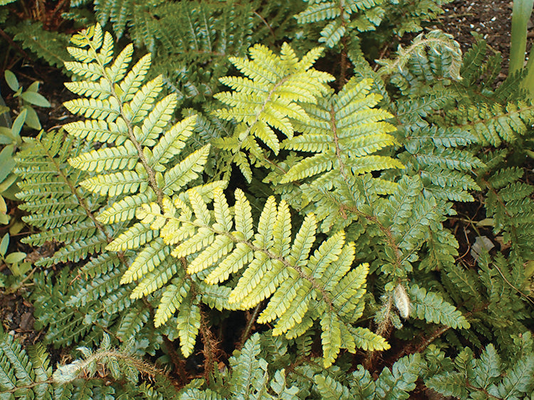 Japanese Tassel Fern - Polystichum polyblepharum, 1 Pack