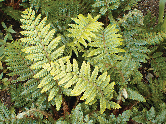 Japanese Tassel Fern - Polystichum polyblepharum, 1 Pack