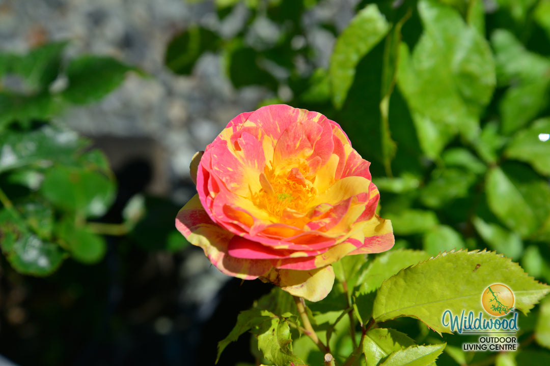Pop Art - Weeks Rose