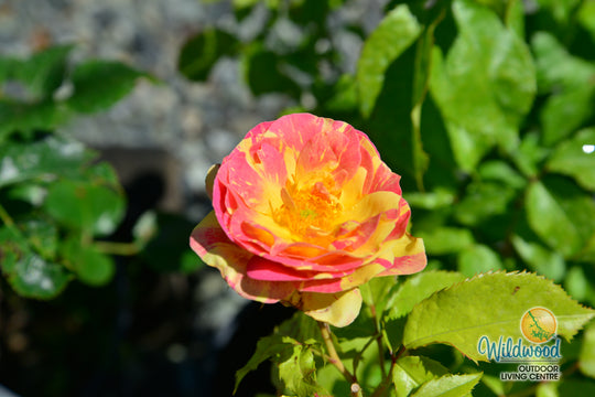 Pop Art - Weeks Rose