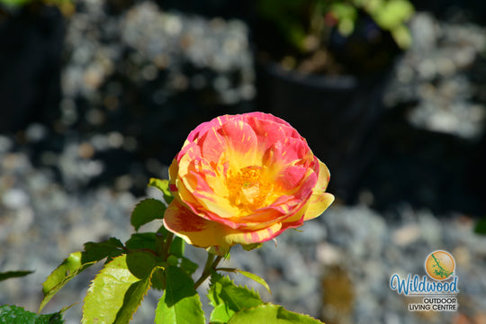 Pop Art - Weeks Rose