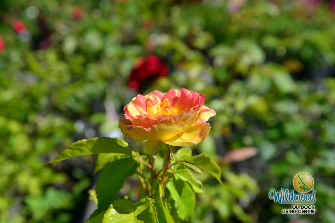 Pop Art - Weeks Rose
