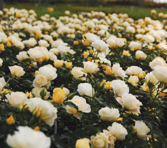 Popcorn Drift - Star Roses and Plants