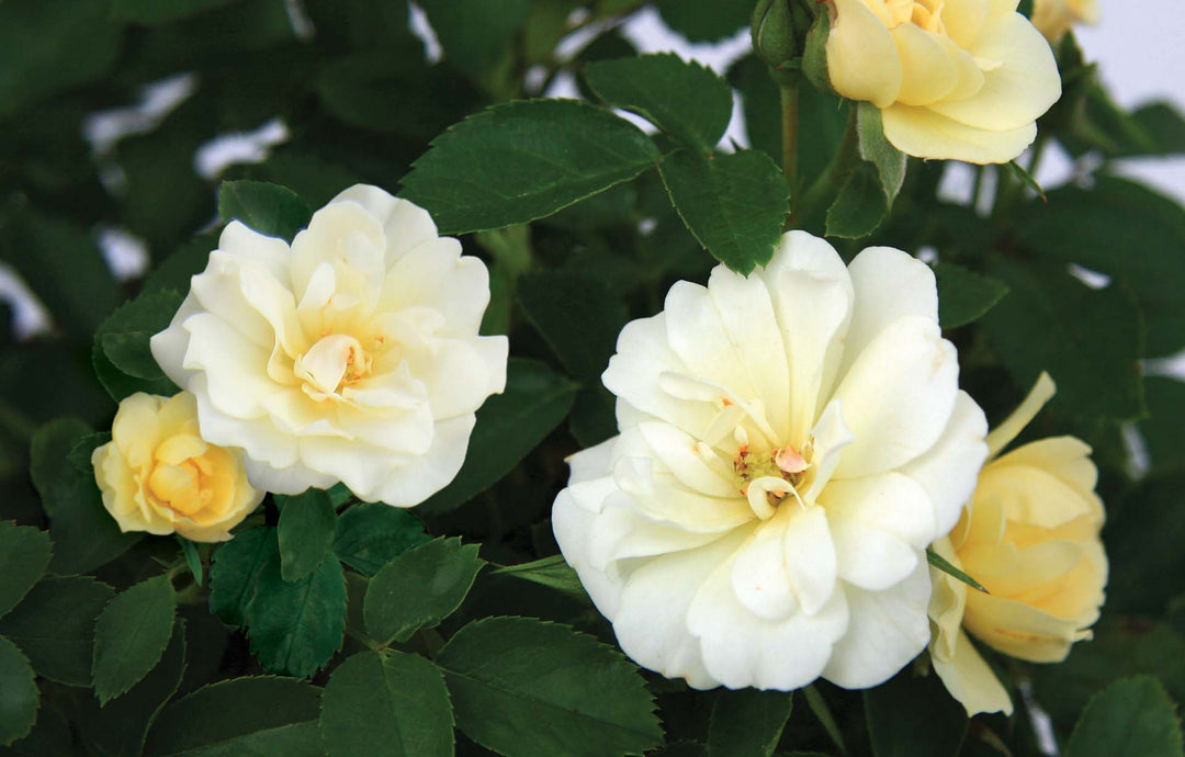 Popcorn Drift - Star Roses and Plants
