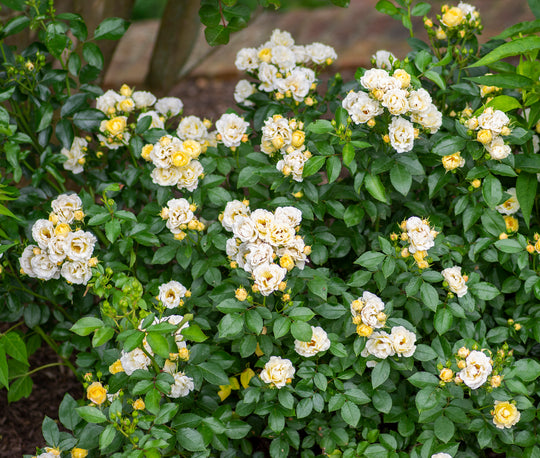 Popcorn Drift - Star Roses and Plants