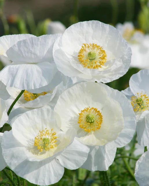 Poppy Bridal Silk - West Coast Seeds