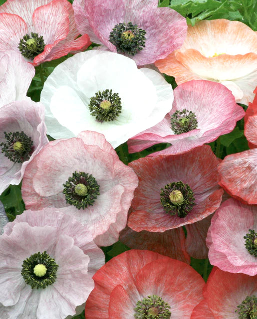 Poppies Mother of Pearl - West Coast Seeds