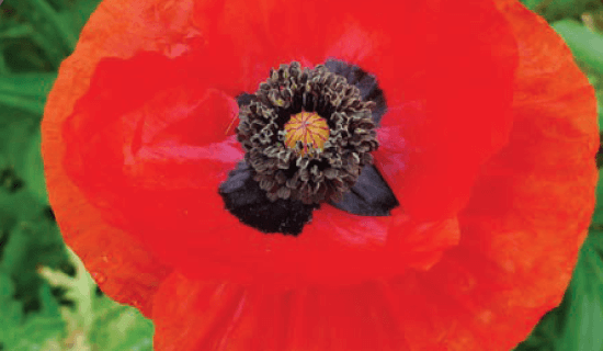 Poppy Oriental Scarlet - Ontario Seed Company