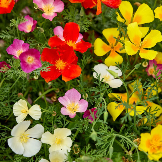 Poppy California Sunset Mixed Colors - Burpee Seeds