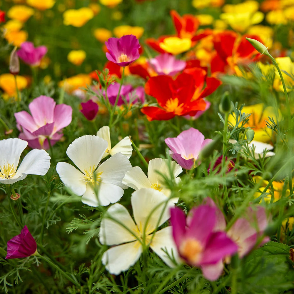 Poppy California Sunset Mixed Colors - Burpee Seeds