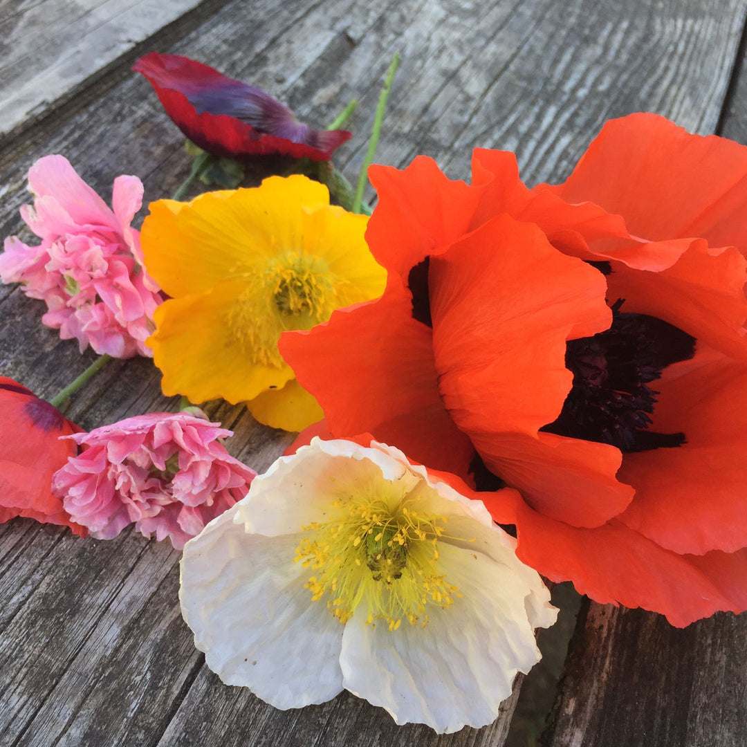 Organic Poppy Mix - Metchosin Farm Seeds