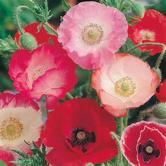 Poppy Shirley Double Mix - Pacific Northwest Seeds
