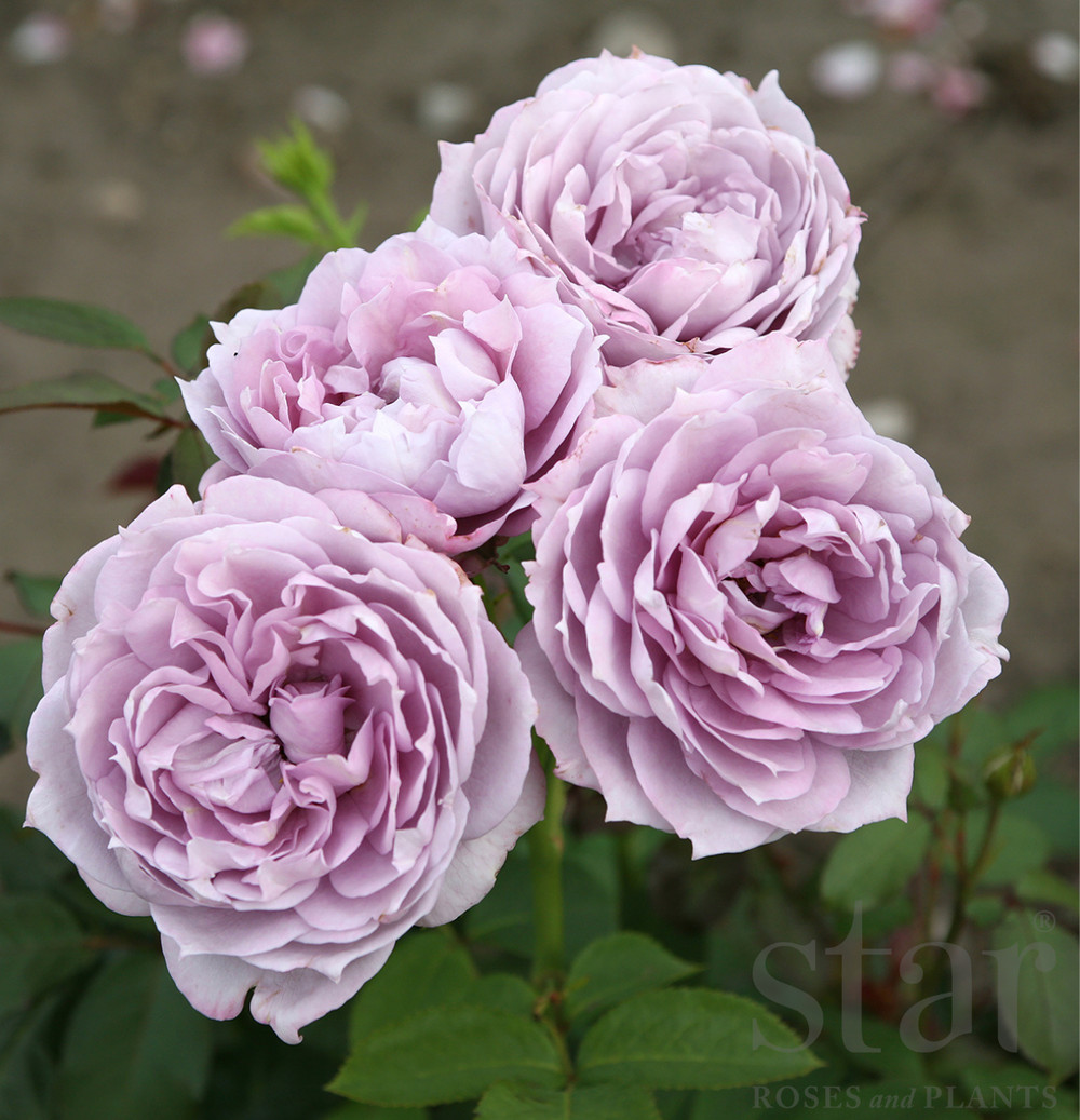 Poseidon - Kordes® Roses