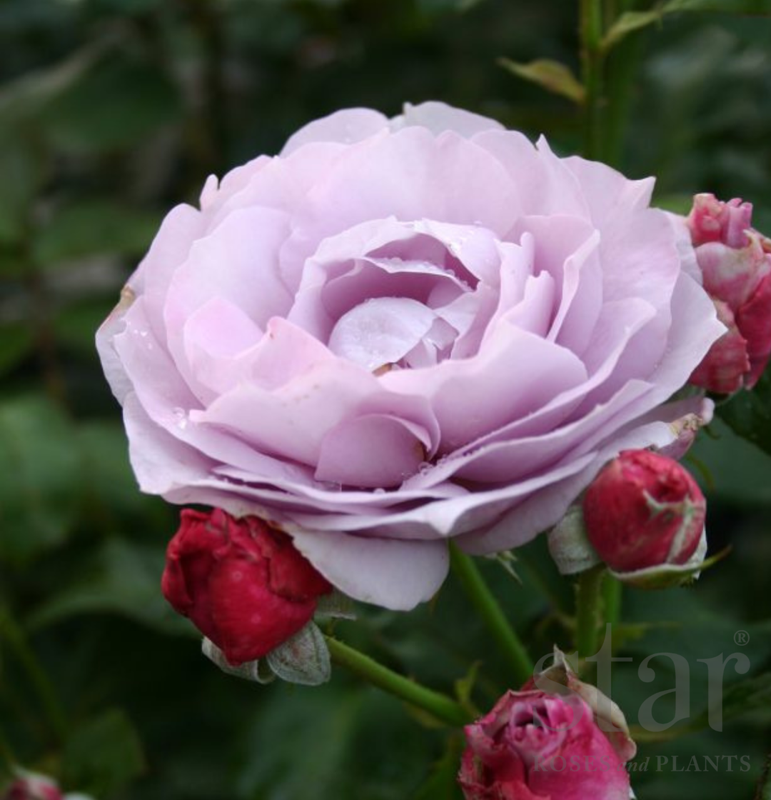 Poseidon - Kordes® Roses