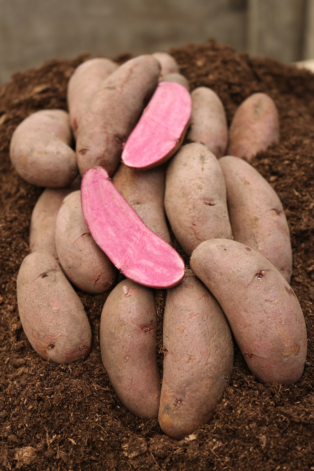 Gourmet Potato - Red Emmalie 500g