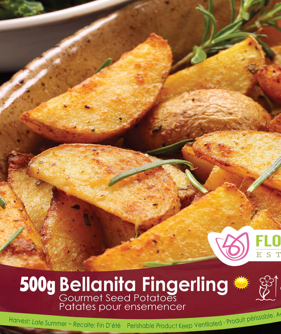 Gourmet Potato - Bellanita, 500g