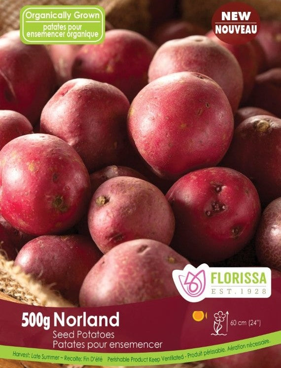 Organic Potato - Norland, 500g