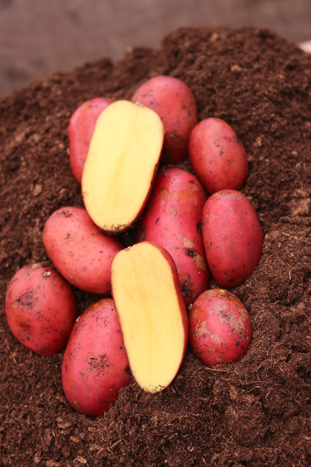 Gourmet Potato - Prince of Orange, 500g