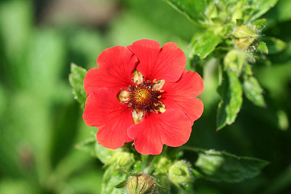 Potentilla - Gibson's Scarlet, 1 Pack