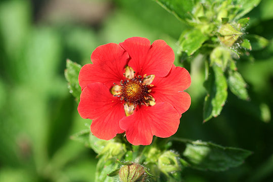 Potentilla - Gibson's Scarlet, 1 Pack