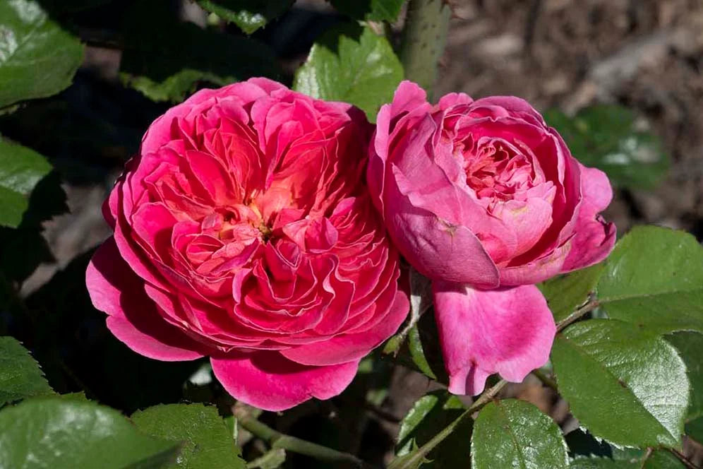 PowerPuff Pink® - Star Roses and Plants