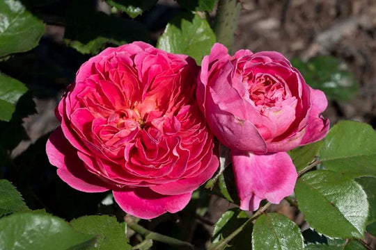 PowerPuff Pink® - Star Roses and Plants