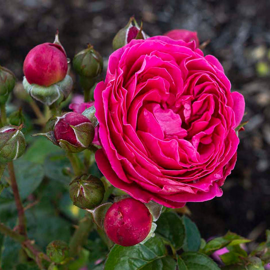 PowerPuff Pink® - Star Roses and Plants