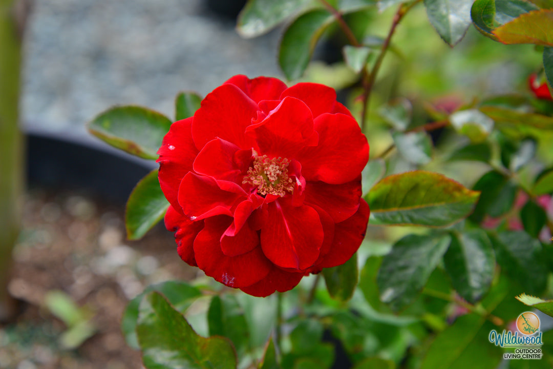 Preference™ - Star Roses and Plants