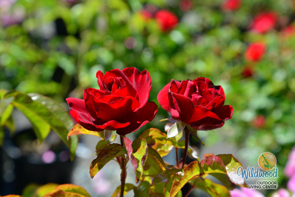 Preference™ - Star Roses and Plants