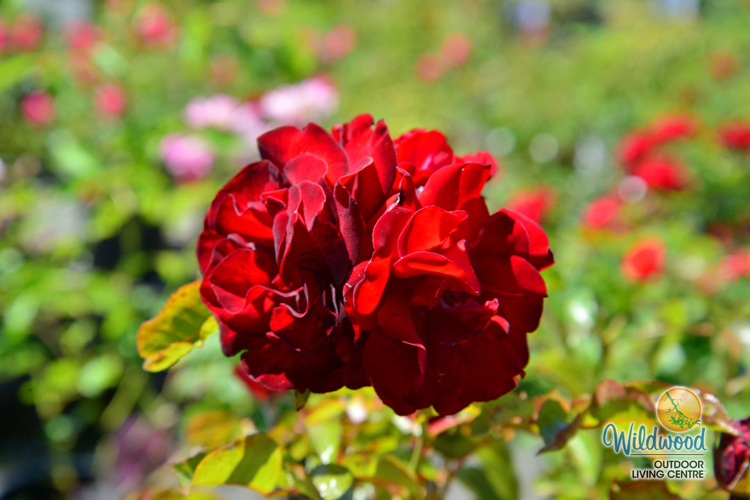 Preference™ - Star Roses and Plants