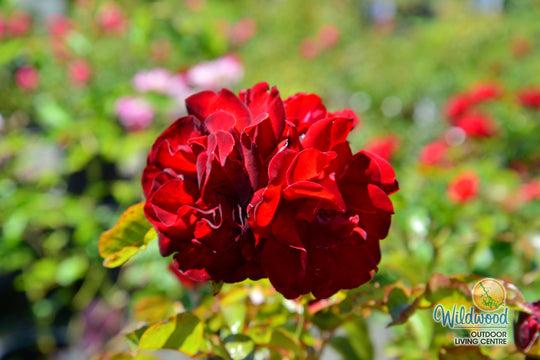 Preference™ - Star Roses and Plants