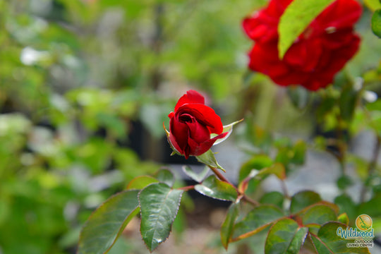 Preference™ - Star Roses and Plants