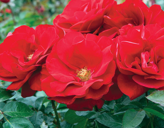 Preference™ - Star Roses and Plants