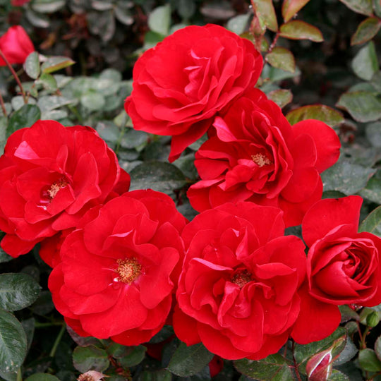 Preference™ - Star Roses and Plants