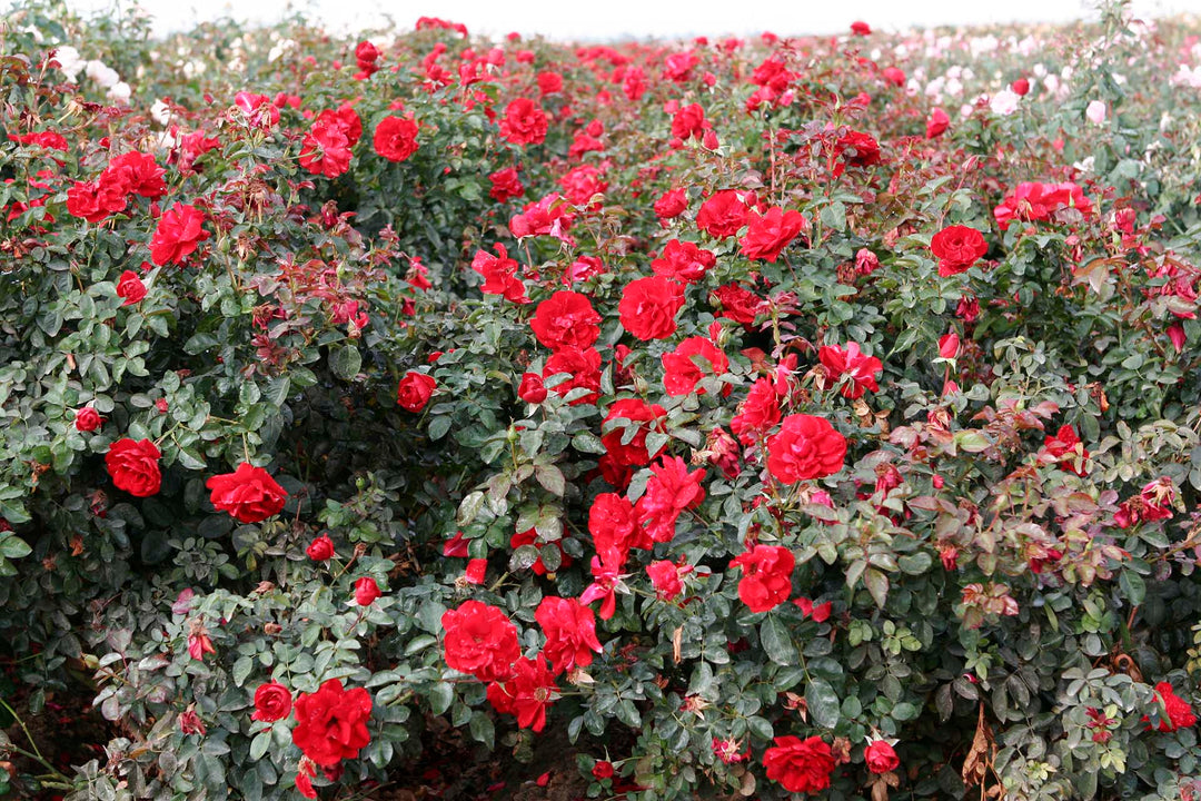 Preference™ - Star Roses and Plants