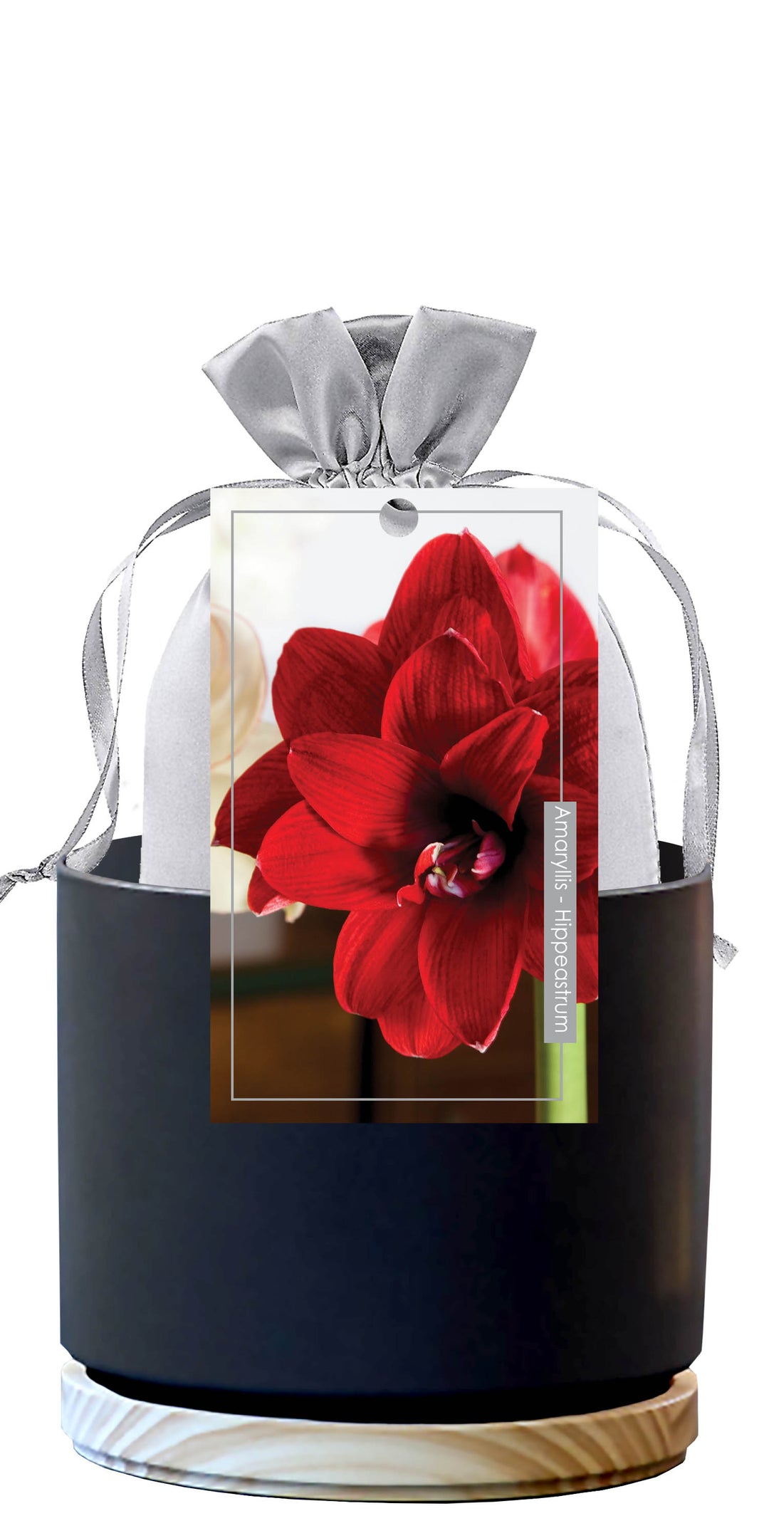 Double Amaryllis Premium Gift Kits