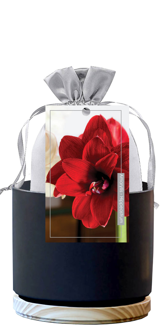 Double Amaryllis Premium Gift Kits