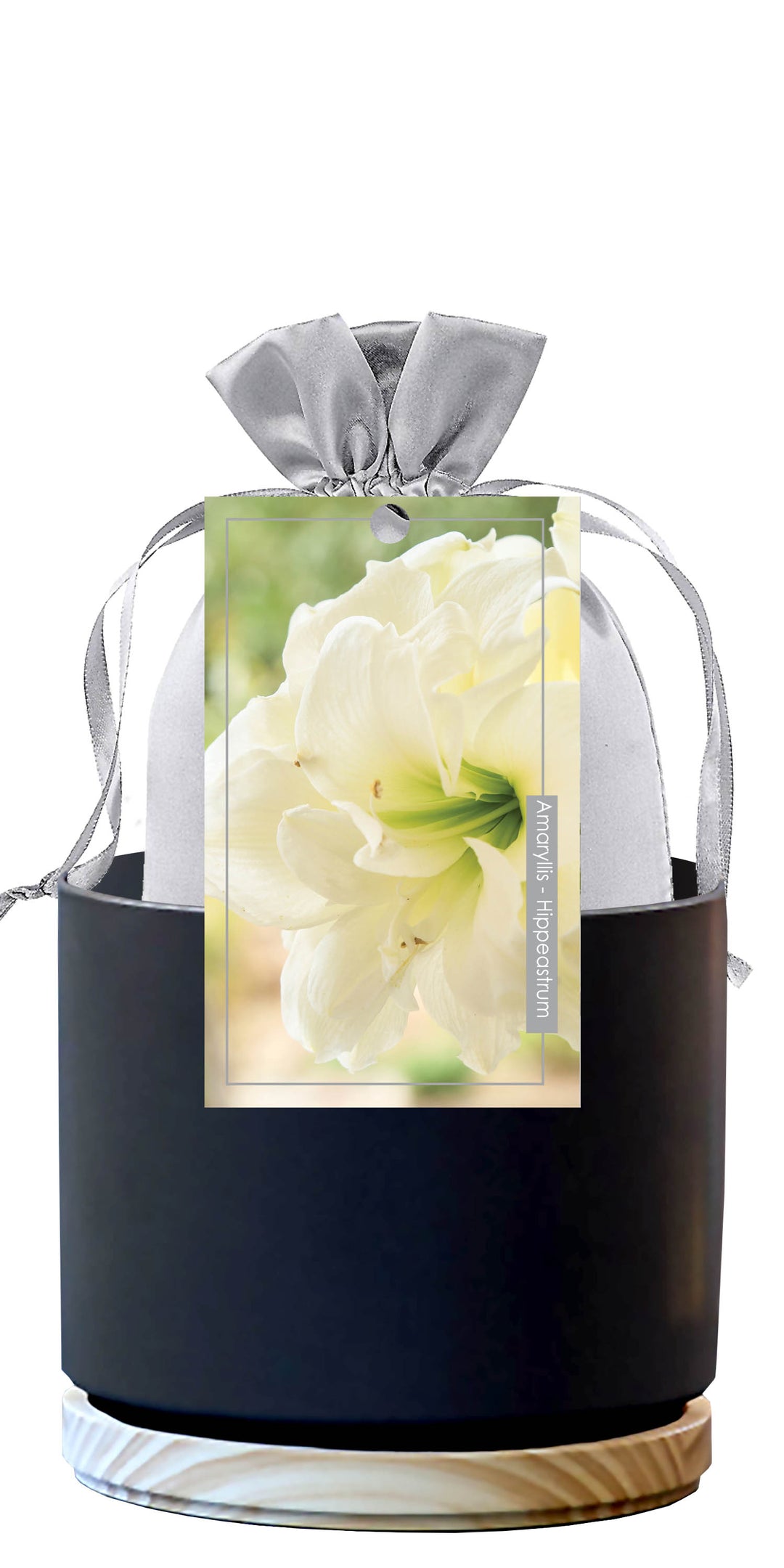Double Amaryllis Premium Gift Kits